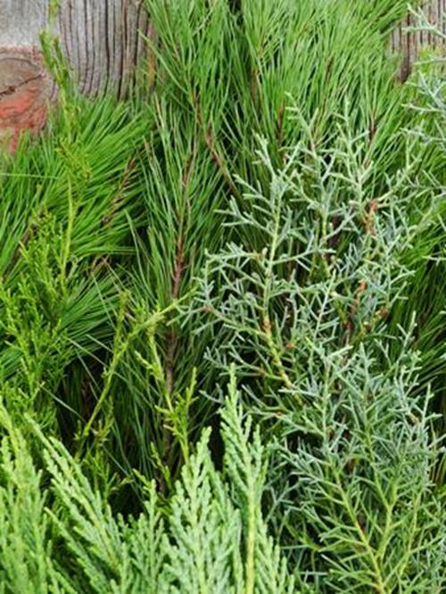 Wholesale Greens & Greenery Delivered FlowerFarm